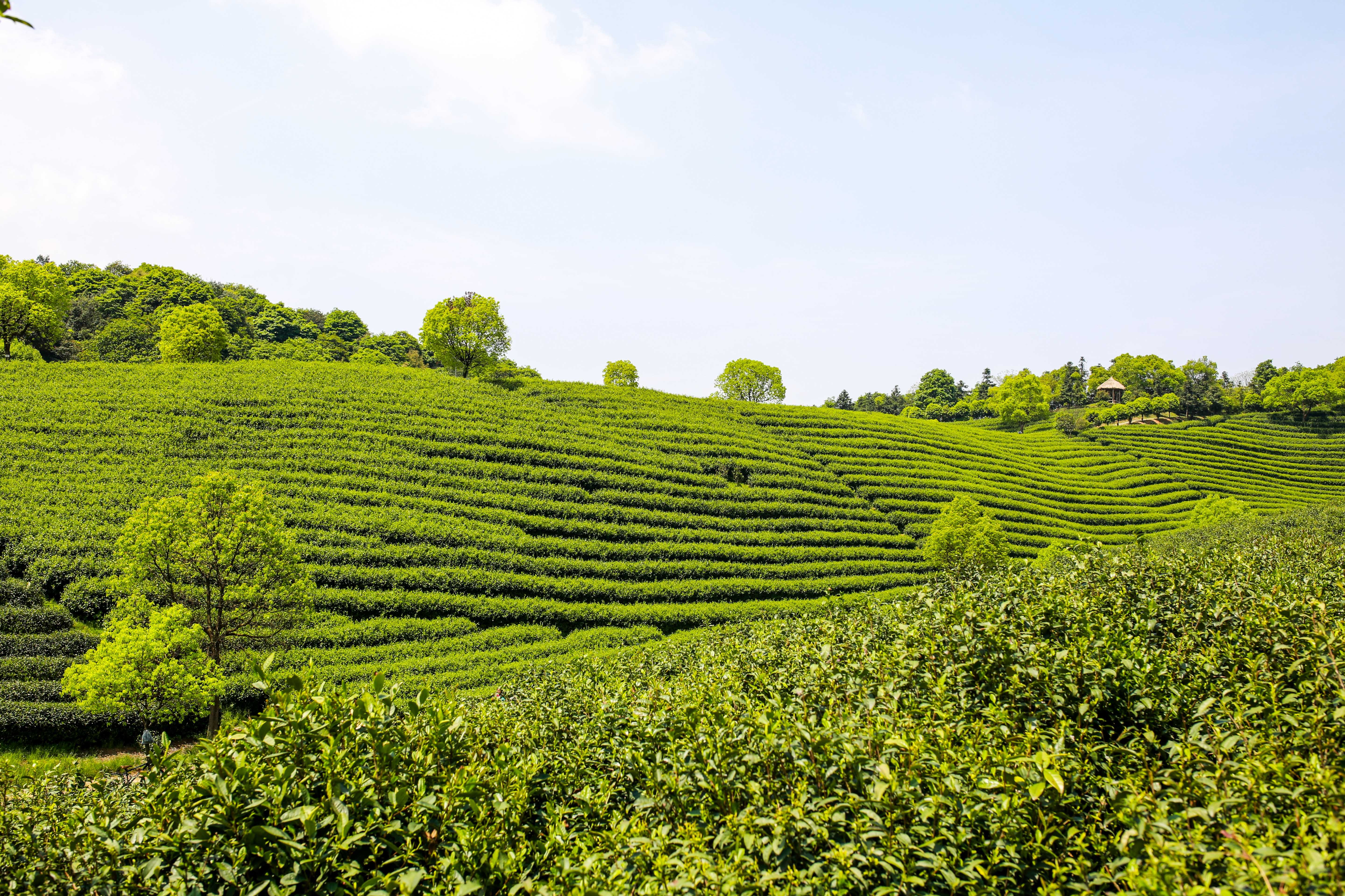 隐藏在西湖以西的静谧茶园