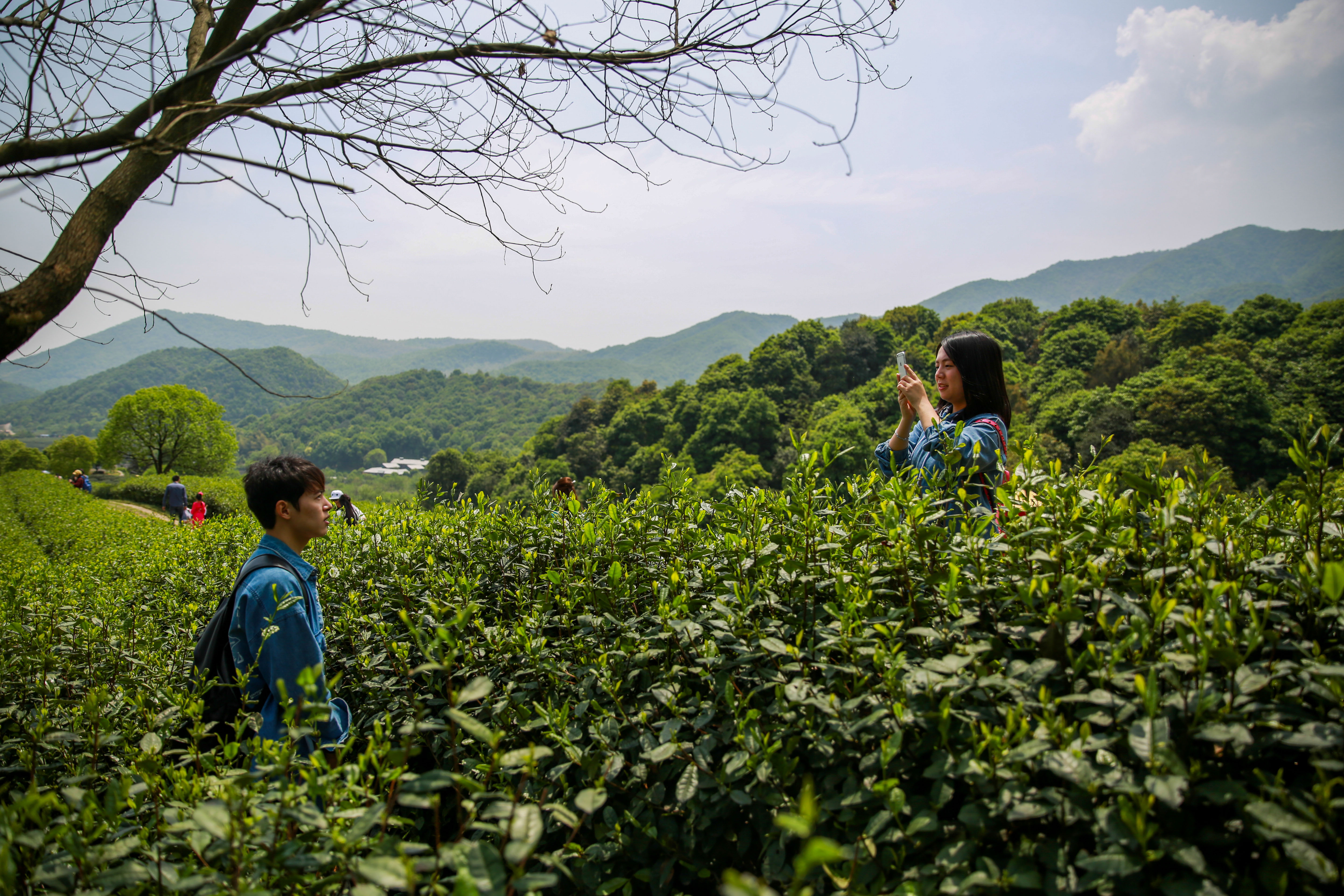 隐藏在西湖以西的静谧茶园